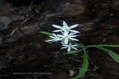 Chlorophytum borivilianum